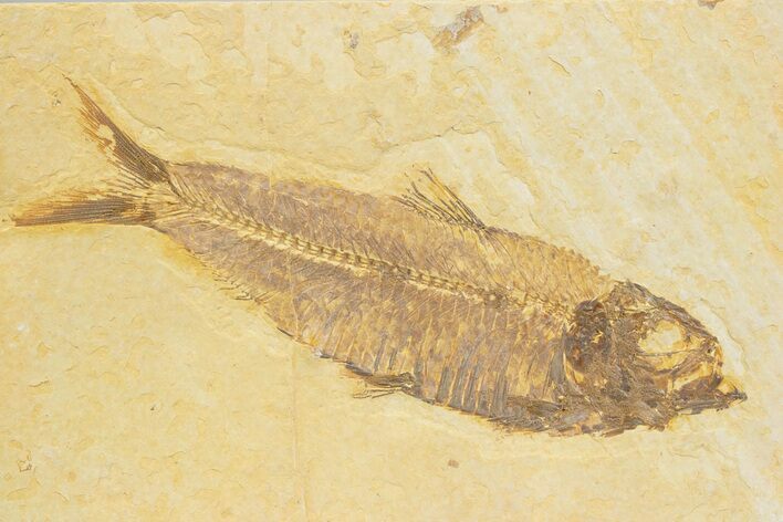 Detailed Fossil Fish (Knightia) - Wyoming #373735